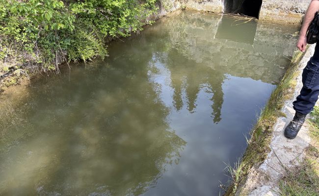 Fischsterben wegen «Bschütti»: 20 tote Fische aus dem Bach geholt