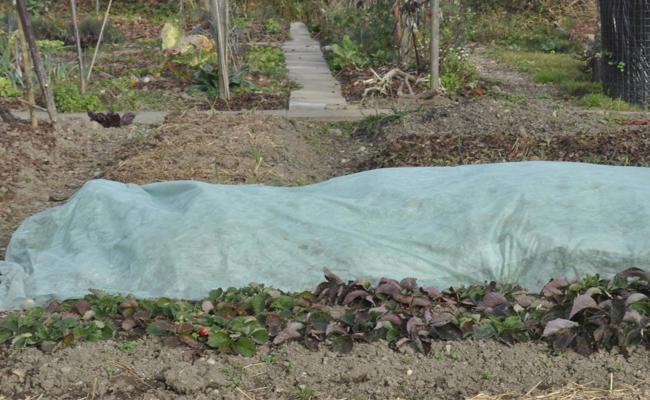 Gartentipp: Gemüse im Winter ernten