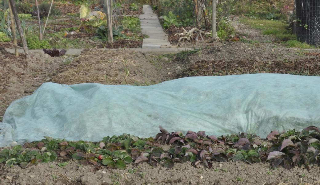 Ein oder mehrere Lagen gutes Wintervlies schützt die Beete mit dem Wintergemüse.    Ein oder mehrere Lagen gutes Wintervlies schützt die Beete mit dem Wintergemüse.