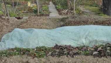 Gartentipp: Gemüse im Winter ernten Gartentipp: Gemüse im Winter ernten