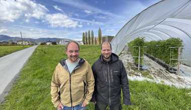 Agri-PV als grosse Neuheit: Über Himbeeren Strom erzeugen