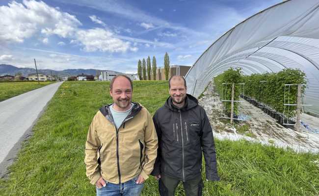 Agri-PV als grosse Neuheit: Über Himbeeren Strom erzeugen