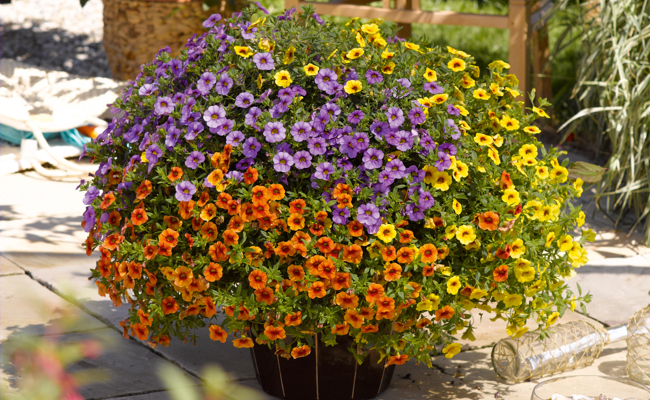 Die Zeit für den farbenprächtigen Sommerflor ist gekommen