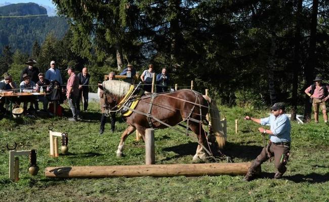 Ein Tag Holzrücken, ein Tag Gespannfahren