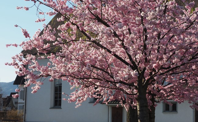 Evangelische Kirchgemeinde Diepoldsau-Widnau-Kriessern setzt auf Zukunft und wachsende Angebote