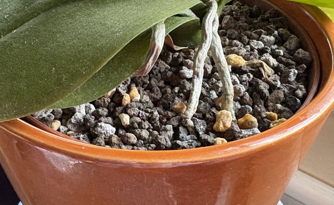 Warum Blumenerde schimmelt – und was Zimmerpflanzen jetzt brauchen