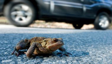 Amphibienwanderung: Gemeinden sperren Strassen, um Frösche zu schützen
