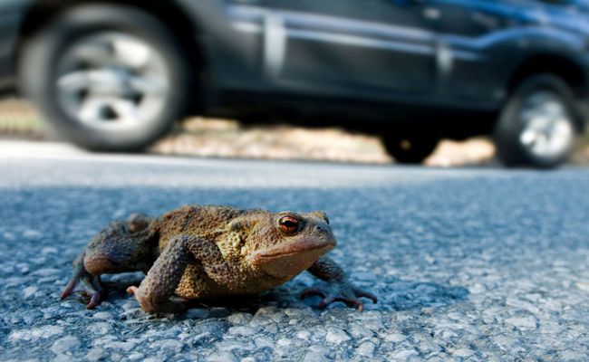 Amphibienwanderung: Gemeinden sperren Strassen, um Frösche zu schützen