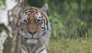 Walter Zoo sammelt innerhalb von sechs Jahren eine Million Franken zum Schutz bedrohter Tierarten