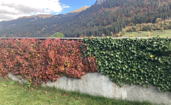 Wilder Wein und Efeu bleiben auch grün, wenn es schneit
