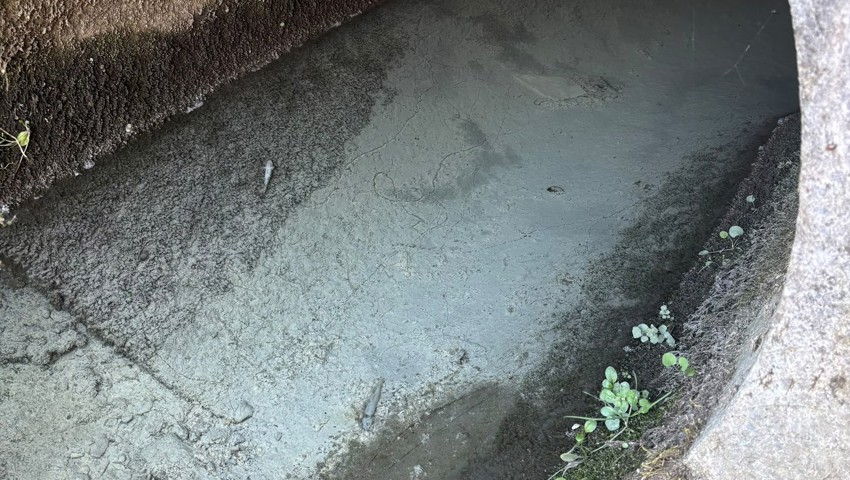 Graue Ablagerungen und weisser Schaum: Mehrere tote Fische in der Länderenaach