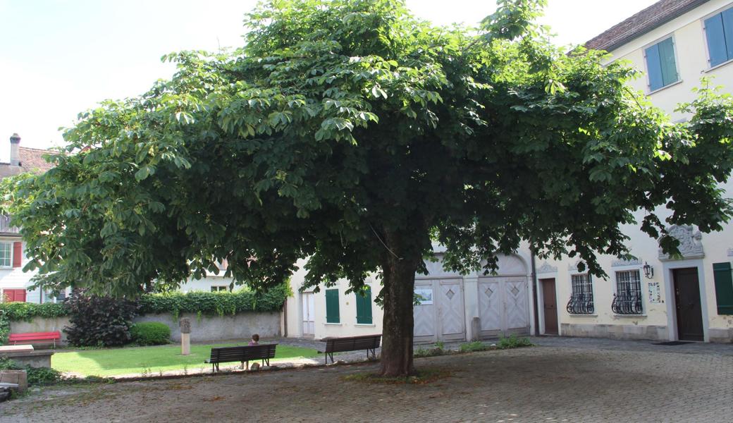 Der Museumsgarten bietet gute Voraussetzungen für eine beeindruckende Gestaltung; der Baum kann sicher bleiben, er ist noch gesund.