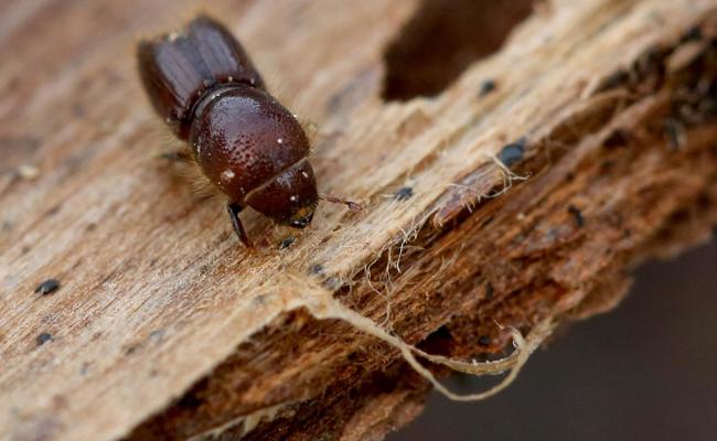 Borkenkäfer reitet auf Hitzewelle