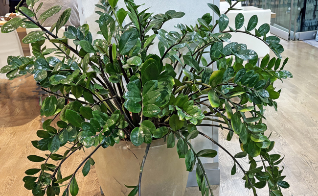 Glänzende Blätter, kaum Aufwand: Die ZZ-Pflanze im Porträt