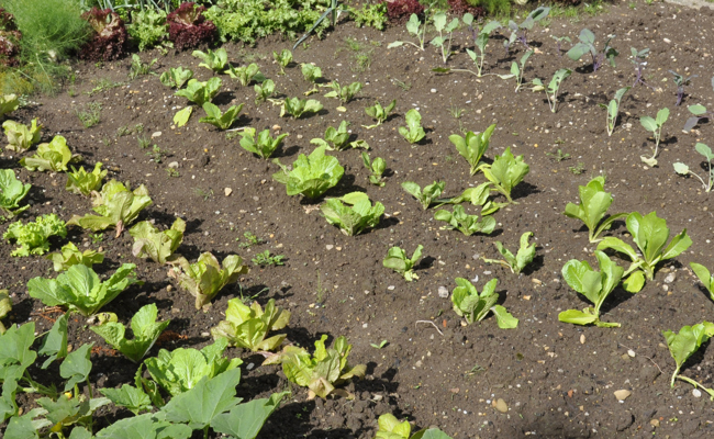 Die Pflanzzeit im Gemüsebeet ist angebrochen
