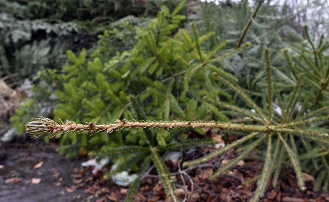 Was krumme Christbäume mit dem wahren Leben zu tun haben