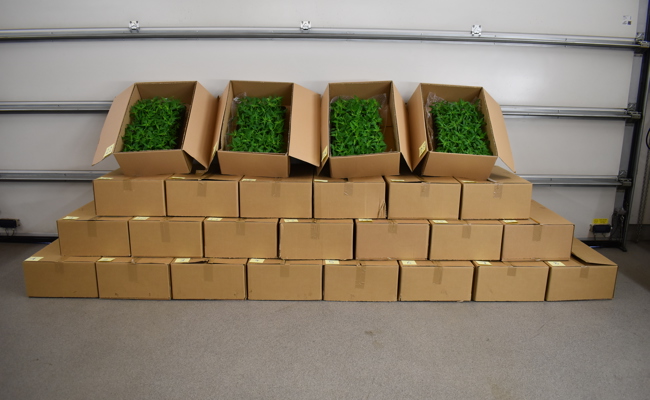 In Diepoldsau und St.Margrethen: Zoll stoppt zwei Lieferwagen mit über 2700 Hanfpflanzen