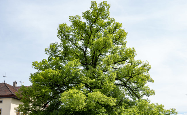 Unter der Linde: Vom Brandjahr 1848 zum Paradiesgarten von heute