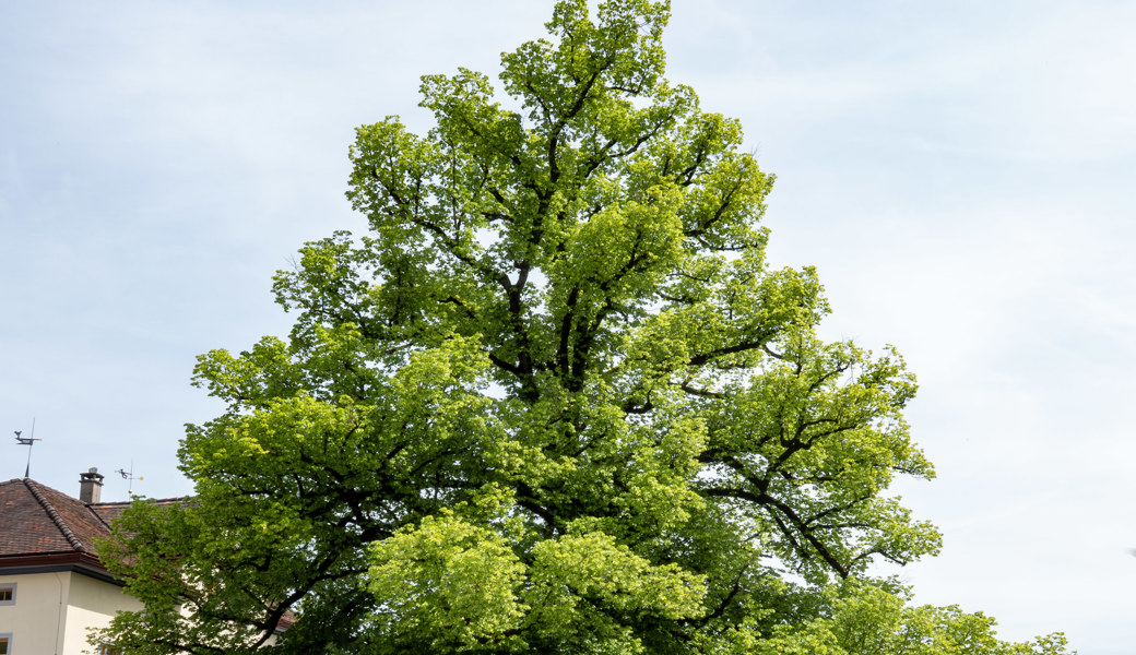 Unter der Linde: Vom Brandjahr 1848 zum Paradiesgarten von heute