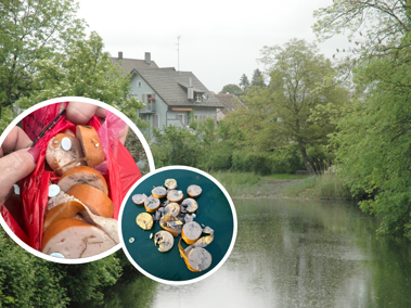 Cervelats mit Reissnägeln: Hundehasser treiben ihr Unwesen
