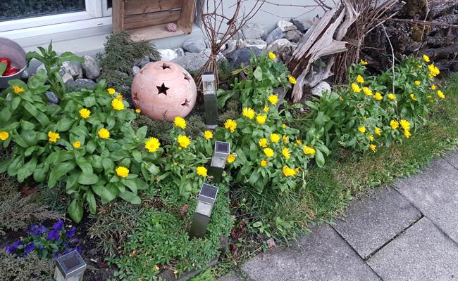 Ringelblumen im Dezember