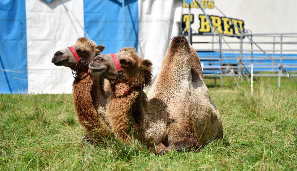 Unverhofft ist Lustenau um eine Attraktion reicher: Für einen Blick auf die Zirkuskamele des Circus Beat Breu fahren viele kurz auf den Parkplatz vor dem McDonald’s.