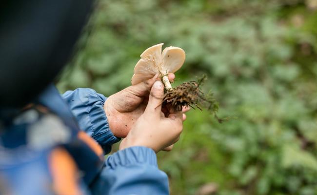 Pilzkontrolle braucht Verstärkung