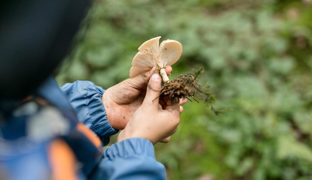 Bevor die Pilze auf den Tisch kommen, können ausgebildete Fachpersonen mit Sicherheit bestimmen, ob sie geniessbar sind. Die Pilzkon­trollstelle Oberes Rheintal in Altstätten ist per sofort am Mittwoch und Samstag von 18 bis 19 Uhr geöffnet.