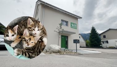 Praktisch, tiergerecht und süss: So leben die Katzen in ihrem neuen Zuhause