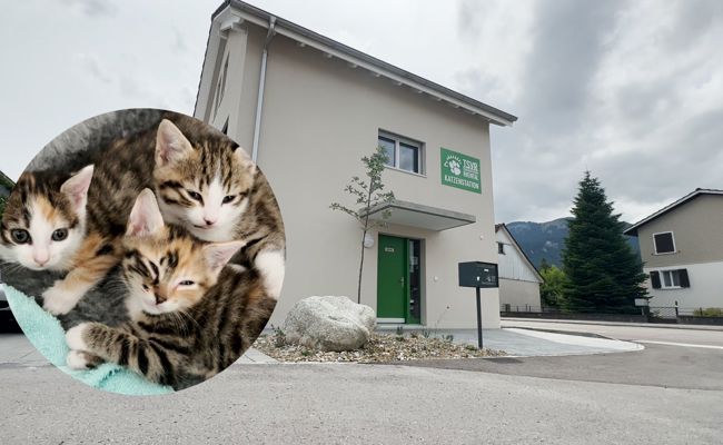 Praktisch, tiergerecht und süss: So leben die Katzen in ihrem neuen Zuhause