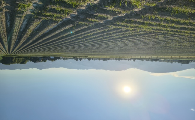 Heiss, heisser, Sommer 2026: Fallen bald die Rekordwerte im Rheintal?