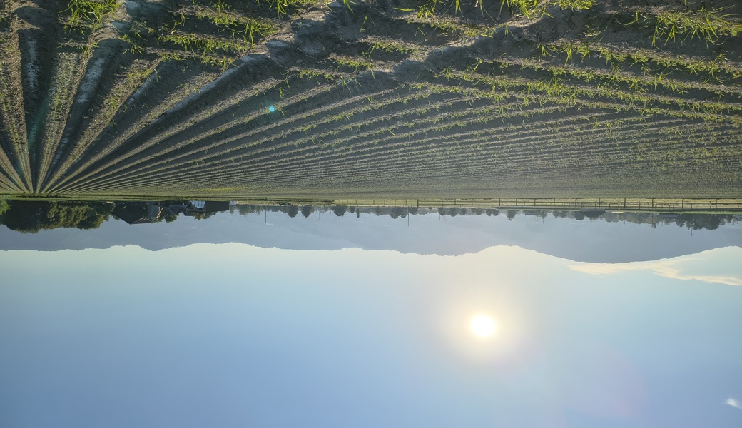 Heiss, heisser, Sommer 2026: Fallen bald die Rekordwerte im Rheintal?