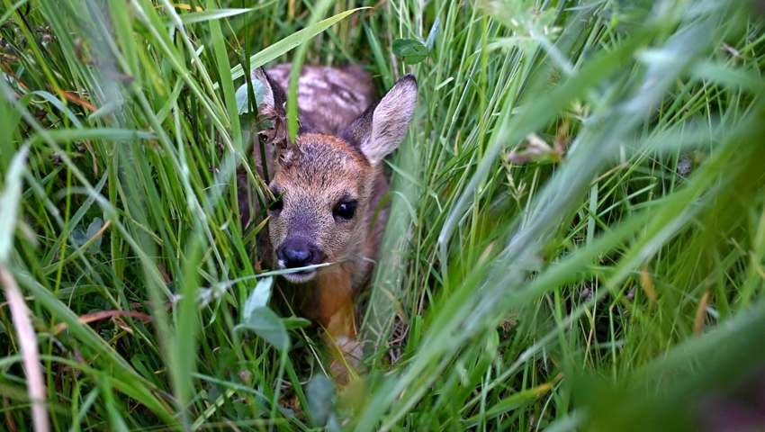 120 Rehkitze vor dem Mähtod bewahrt – Drohnenteams im Einsatz für den Tierschutz 120 Rehkitze vor dem Mähtod bewahrt – Drohnenteams im Einsatz für den Tierschutz