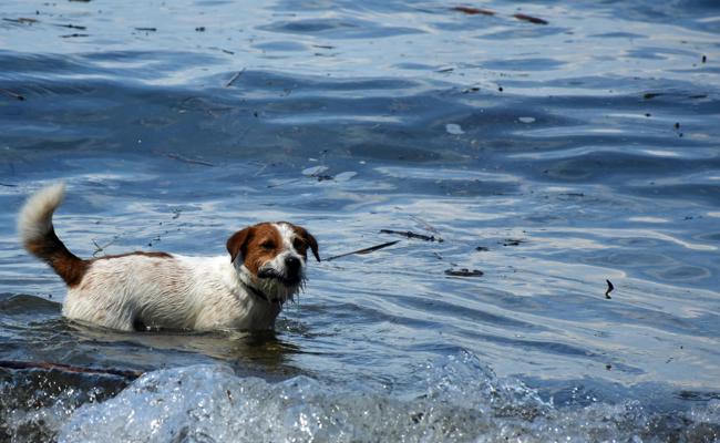Die Hundstage kommen
