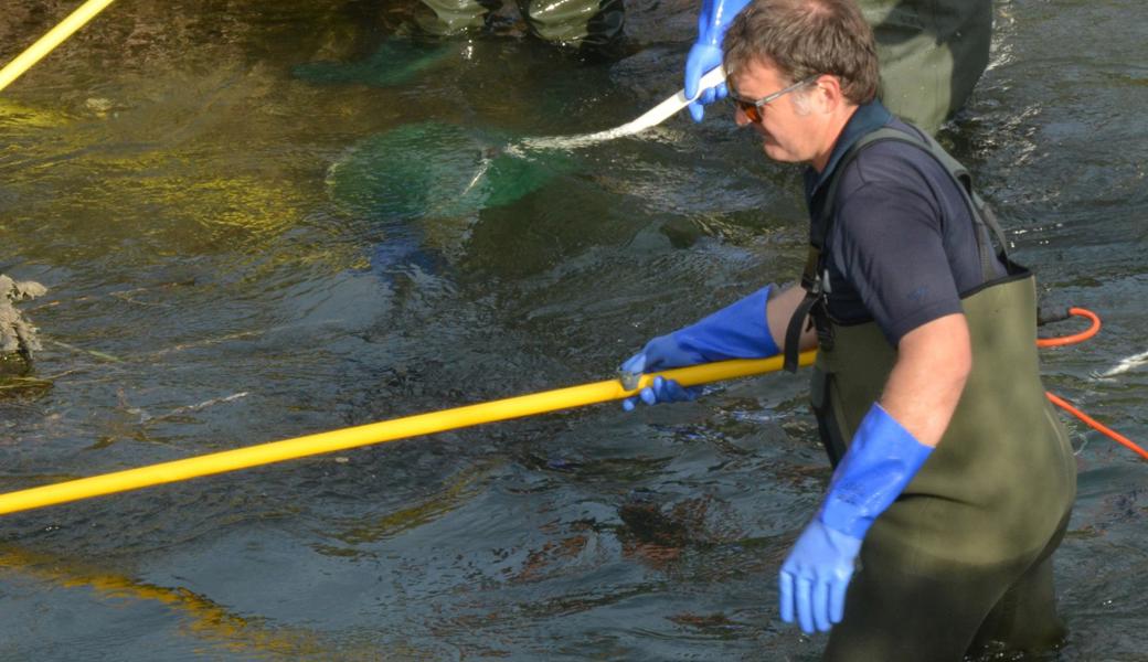 Fischereiaufseher Marcel Zottele war letzten September auch beim Abfischen für die Fischerhebung im Binnenkanal in Rüthi dabei.