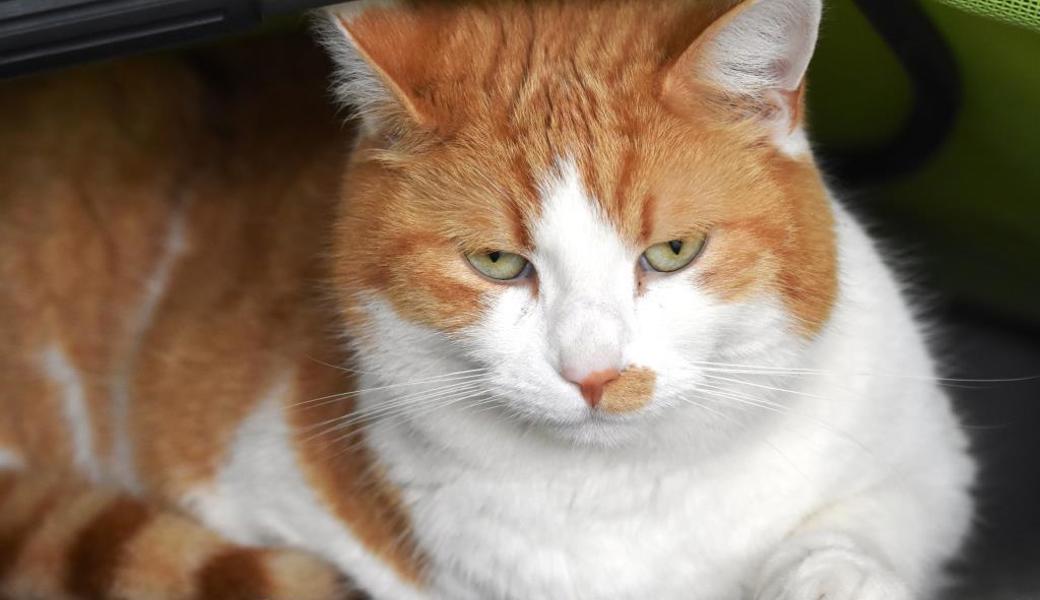 Meister des Müssiggangs: Kater Ketchum.