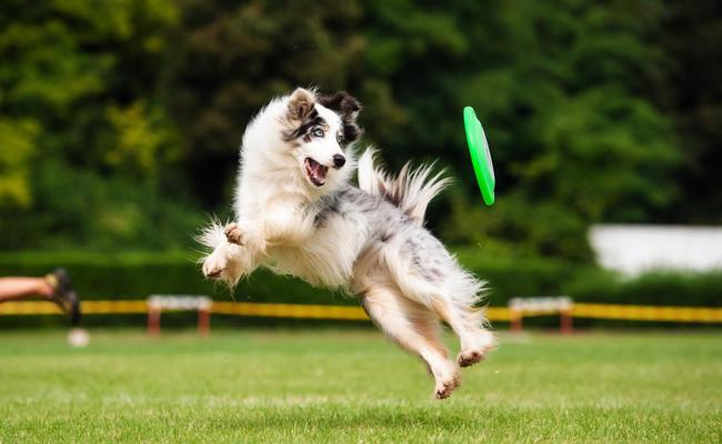 Erstes Plausch-Hunde-Military