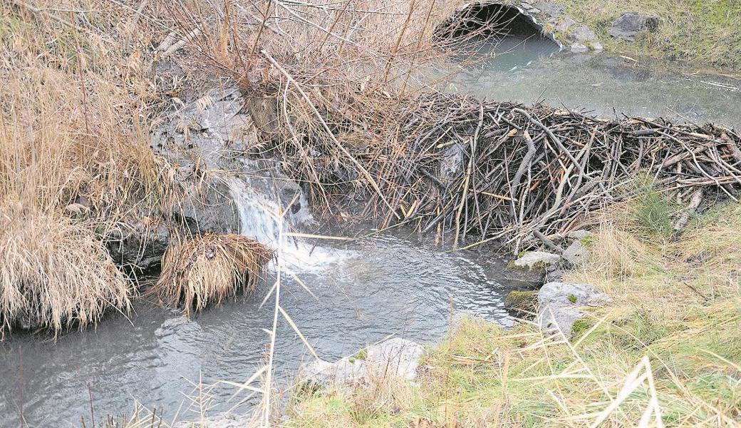 Hinter dem Damm ist der Tunnel zu sehen, aus dem der Damm entfernt werden musste. Im Herbst beginnen die Biber damit, den Wintervorrat anzulegen; sowohl über als auch unter Wasser.  