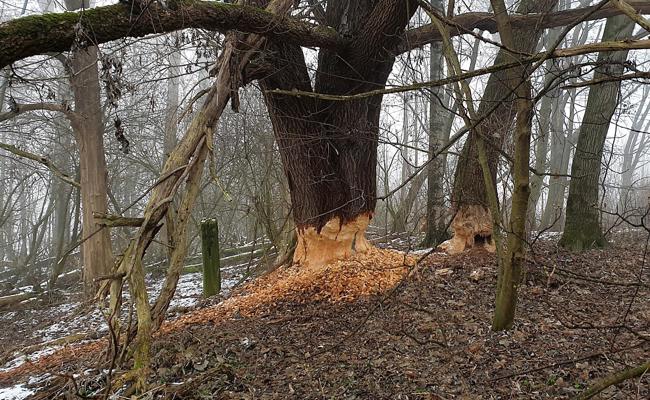 Die Biber haben Grosses im Sinn