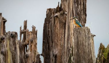 Erstmals seit 42 Jahren werden seltene Brutvögel in der Ostschweiz gezählt – Freiwillige helfen