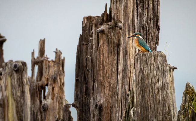 Erstmals seit 42 Jahren werden seltene Brutvögel in der Ostschweiz gezählt – Freiwillige helfen