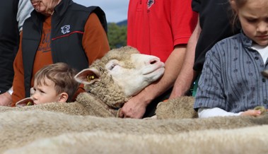 150 Tiere werden an der Schafschau in Kriessern begutachtet