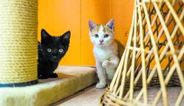 Katzensitterin in Vollzeit: Kein Tag ohne ihre geliebten Vierbeiner