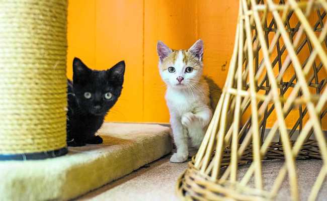 Katzensitterin in Vollzeit: Kein Tag ohne ihre geliebten Vierbeiner