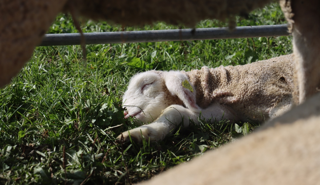 «Es braucht ein gutes Auge»: An der Schafschau erklärt ein Züchter, wie schöne Lämmer entstehen