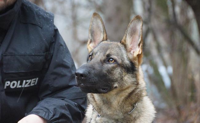 Polizisten mit extrem feiner Nase