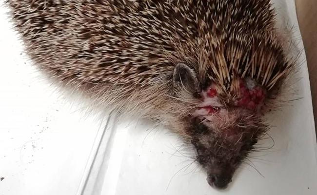 Igel von Rasenroboter skalpiert