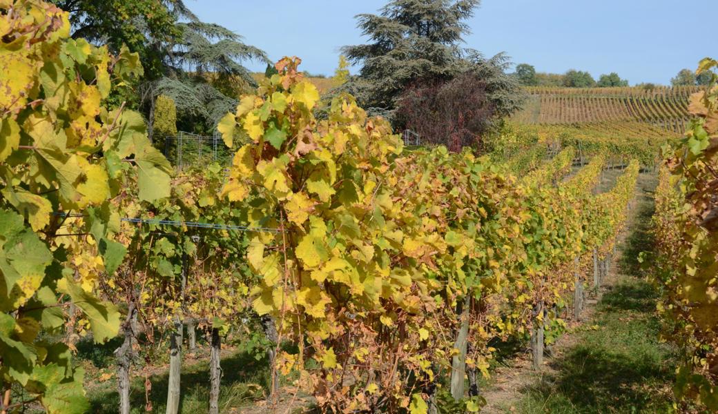 Ulrike Gondel-Kappus (Weingut Dopff au Moulin in Riquewihr, rechts) erklärt den Leserinnen und Lesern, was einen Grand Crus auszeichnet. Es ist ein Wein von hoher Qualität.