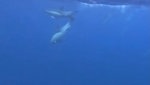 Was tun mit Delfinaufnahmen? Ferienföteli für den Papierkorb