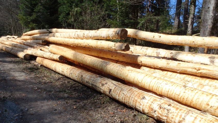 Holzgeruch: frisch geschlagenes Holz im Nonnenbommert Balgach.